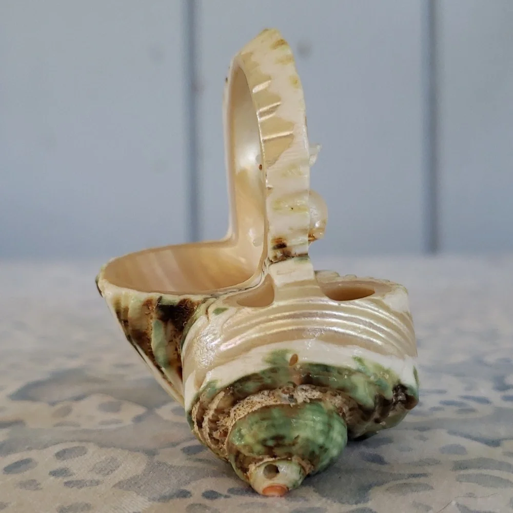 Carved Seashell with Rabbit - Picture 5 of 15